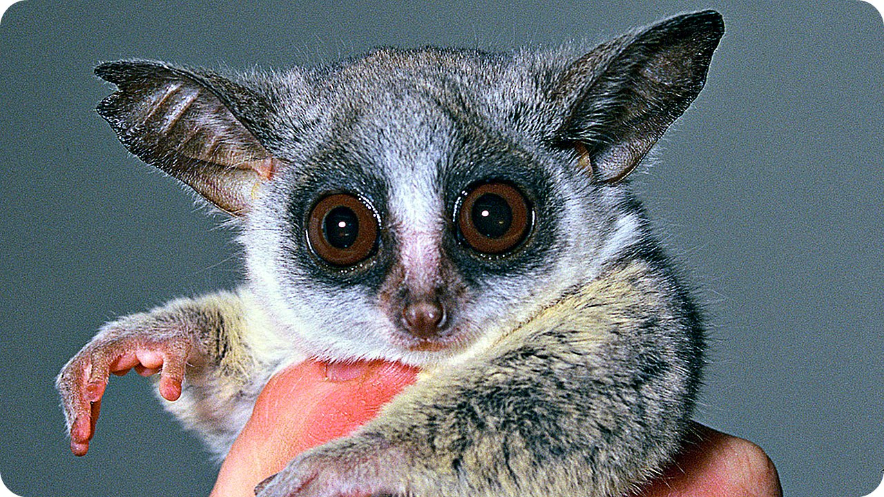 Экзотический и Очаровательный Зверек - ГАЛАГО! Bushbaby / Забавные Животные/