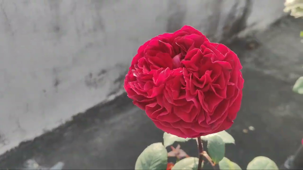 About Rose plant Id and pot caulture plant 