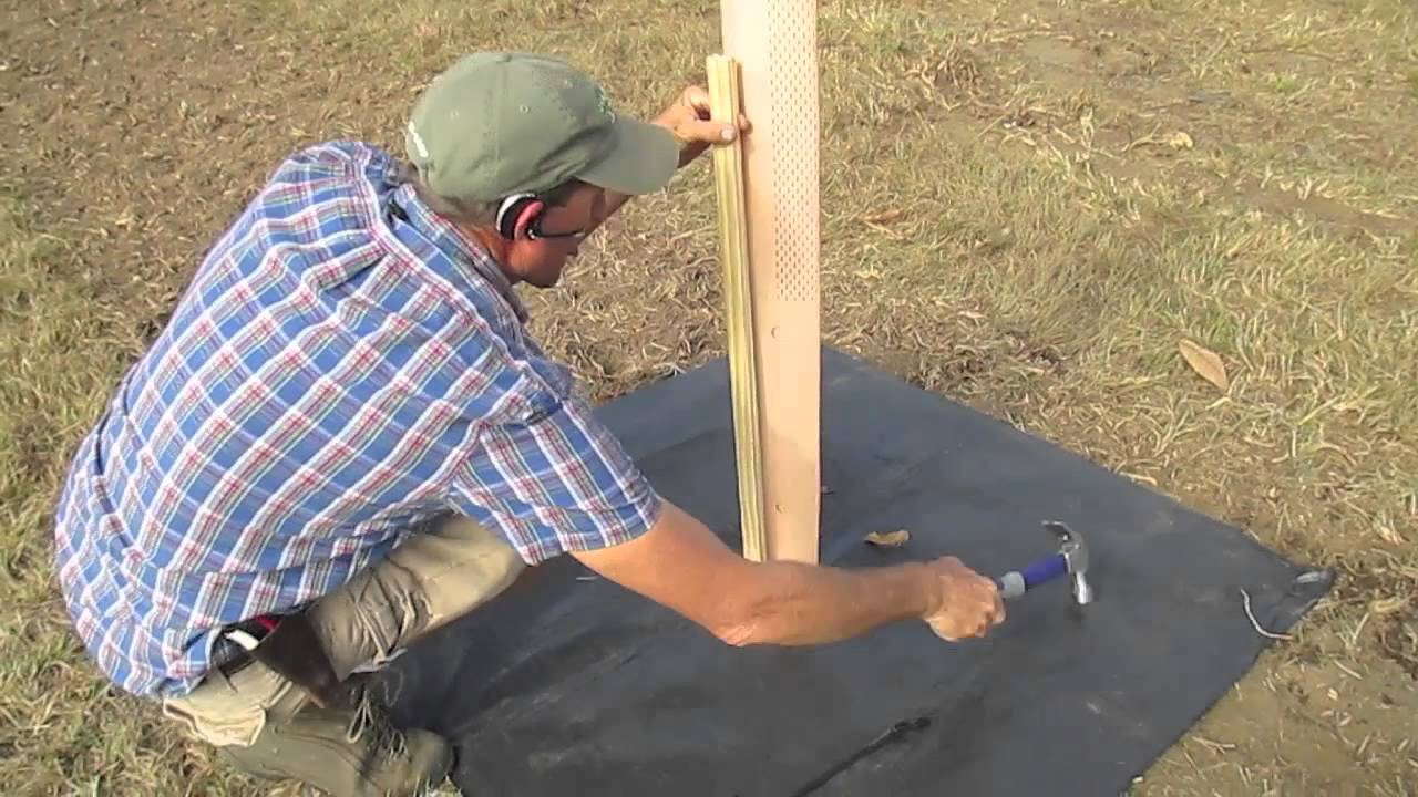 How To Plant a Dunstan Chestnut Tree