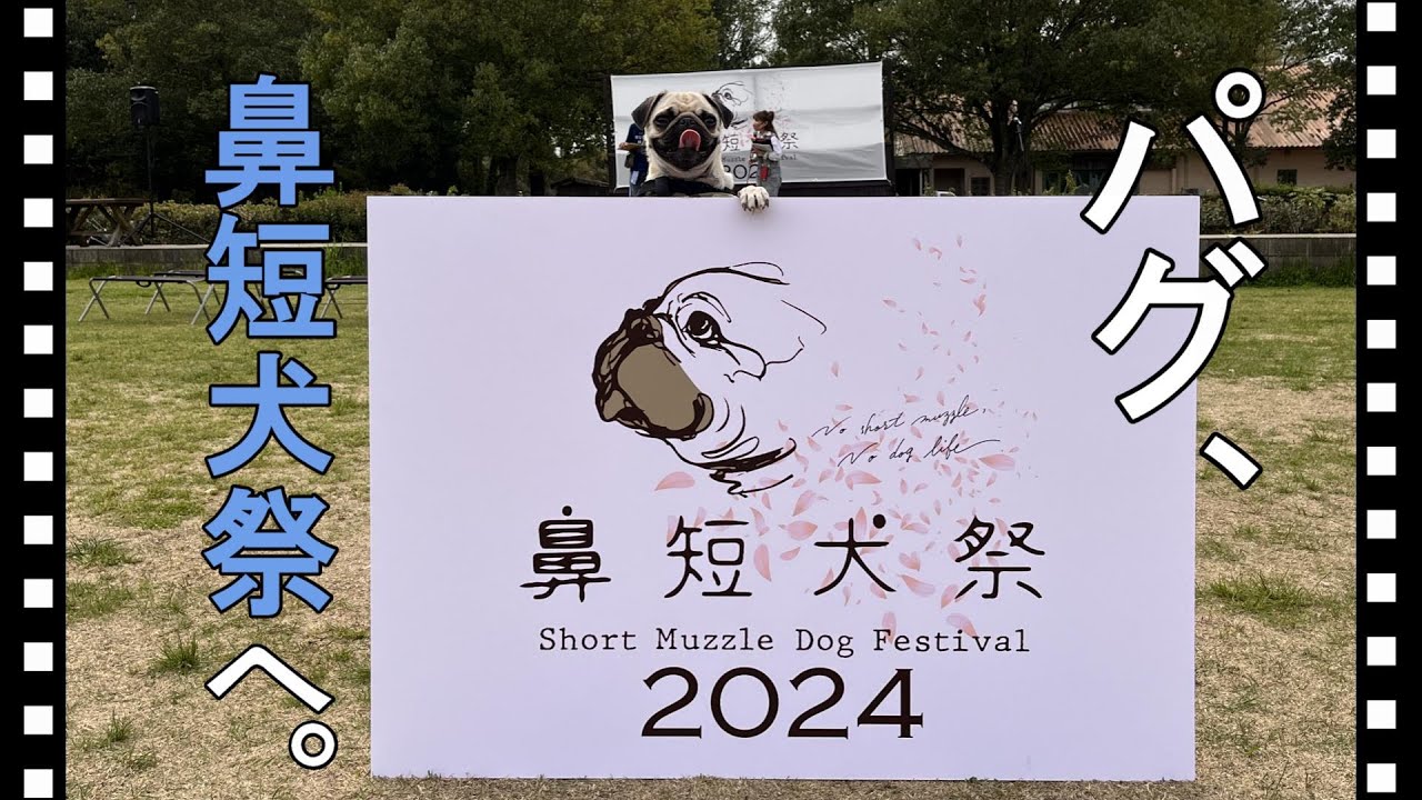 【パグとイベント】こもれびの森イバライドで行われた「鼻短犬祭2024」の模様をお届け！