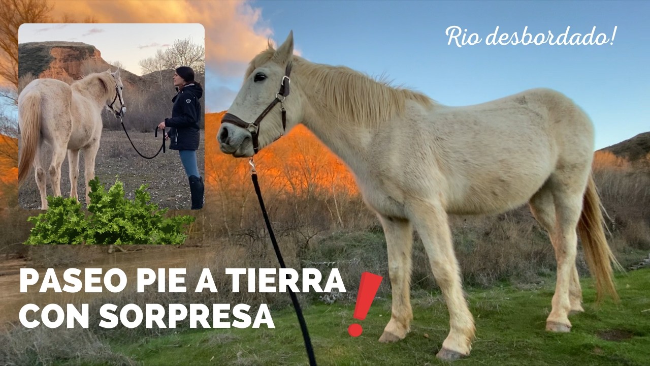 PASEO pie a tierra con los CABALLOS - Así pasaba el RÍO por la FINCA