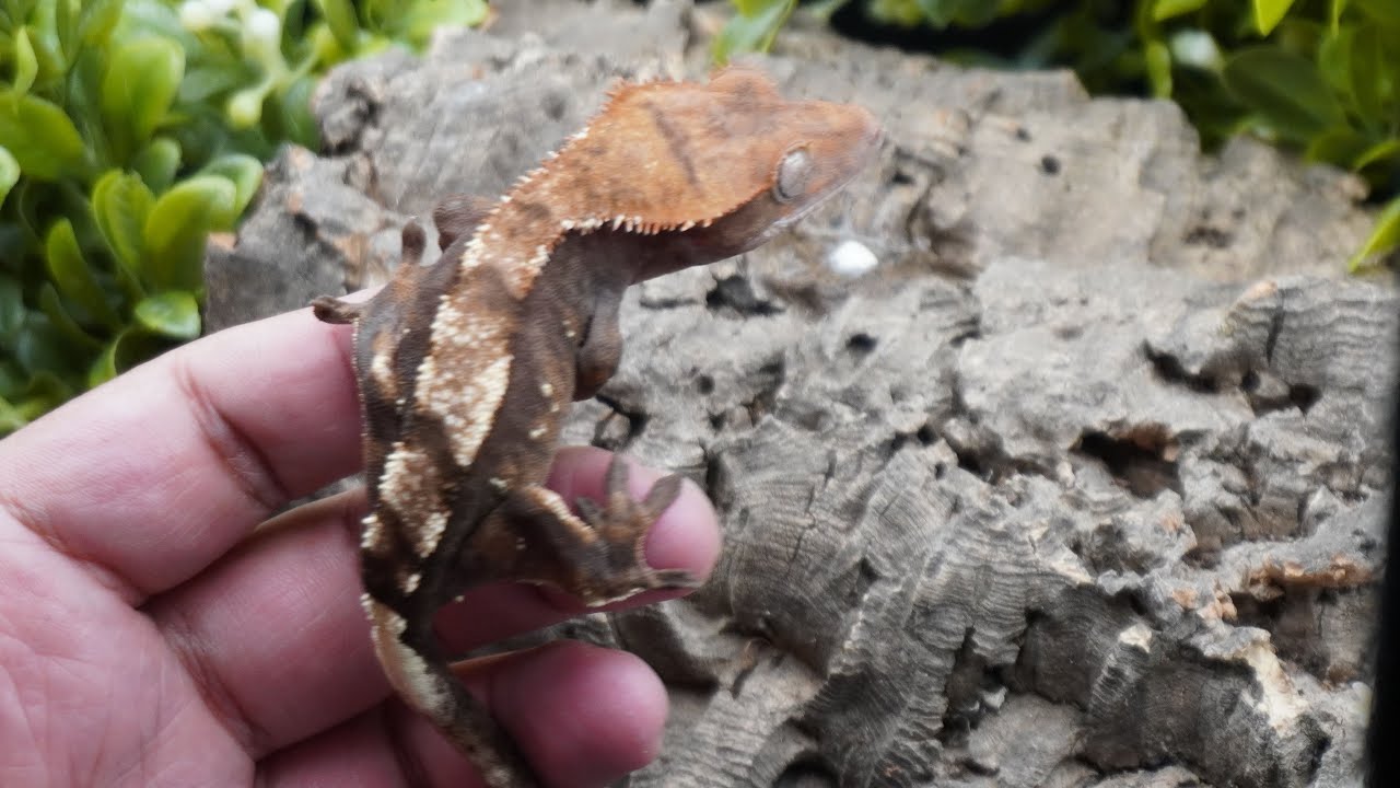 Pomona reptile super show haul and some 