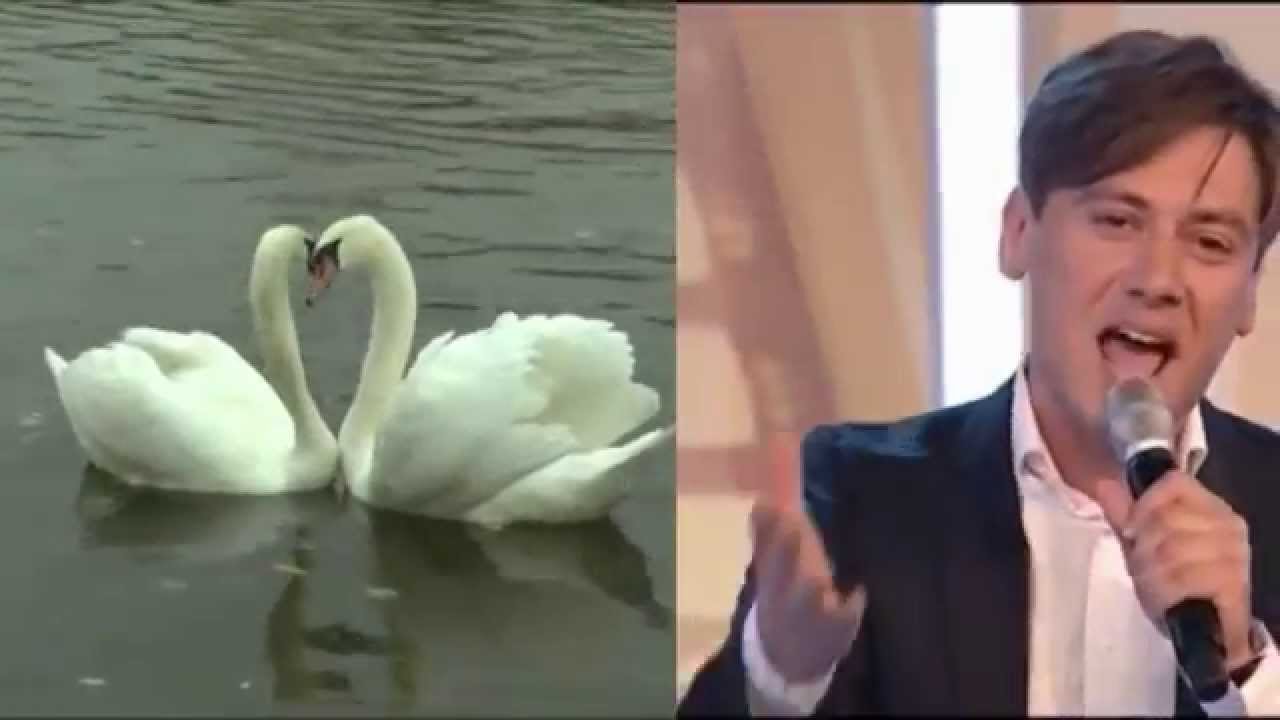 Руслан Алехно Лебеди
