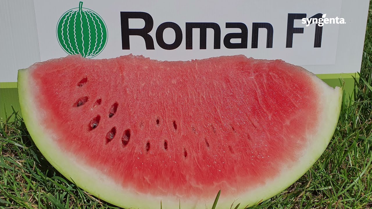 Pepene verde extratimpuriu - Roman F1 în Dăbuleni - Testimonial Emil Bănică