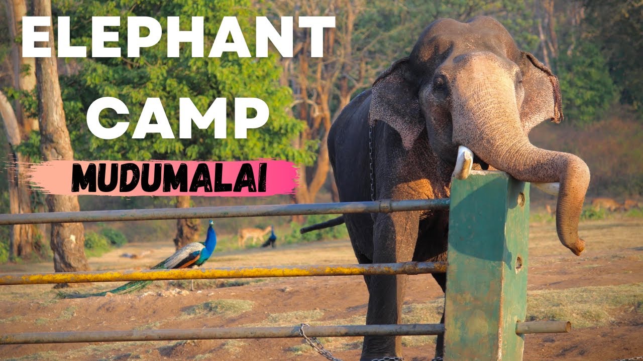 Elephant Camp at Mudumalai Tiger Reserve | Raghu & Bommi from The Elephant Whisperers Netflix series