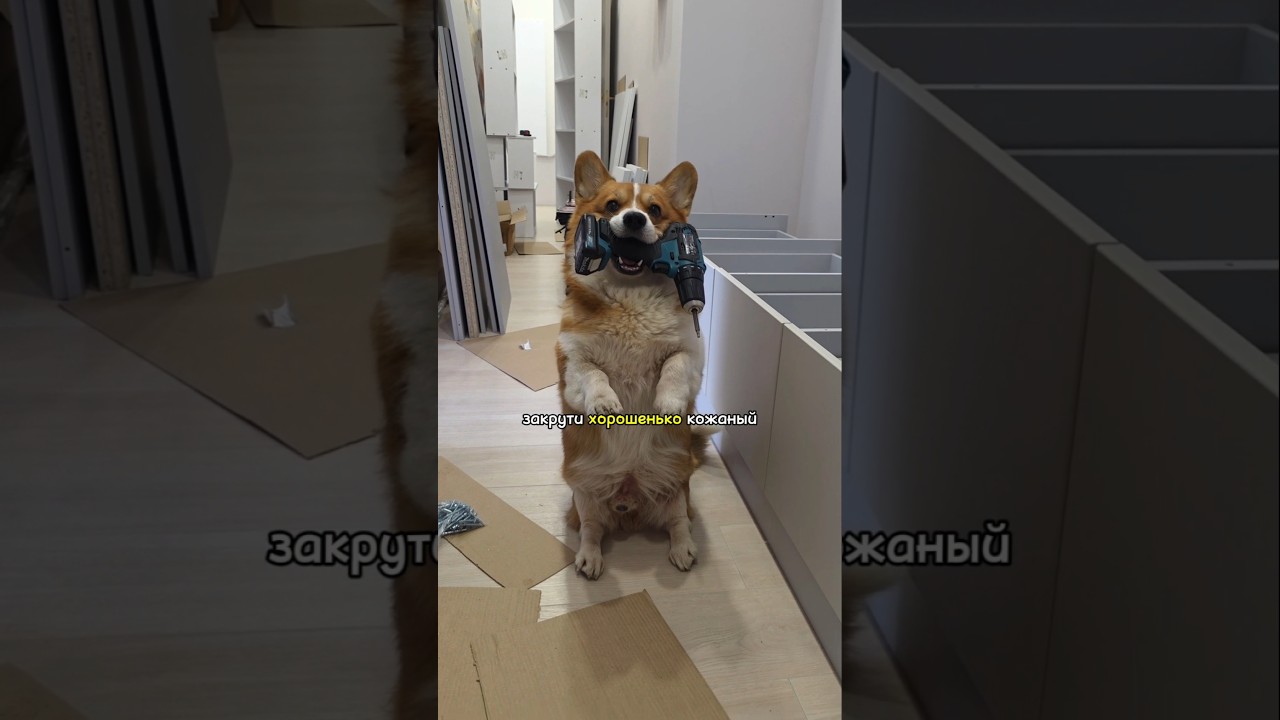 Corgi and Repair: A Survival Guide 🤣 