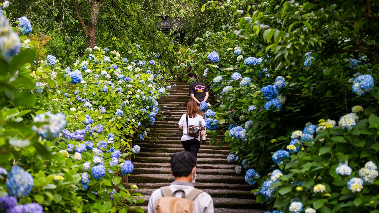 4K Kamakura Walk - Meigetsuin Temple aka Hydrangea Temple - 明月院 - Slow TV