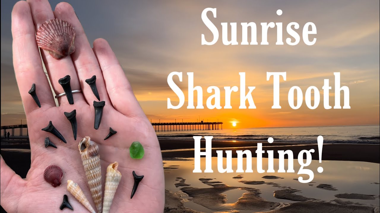 Sunrise Sharks Tooth Hunting in Myrtle Beach | Burrfish | Shells and more
