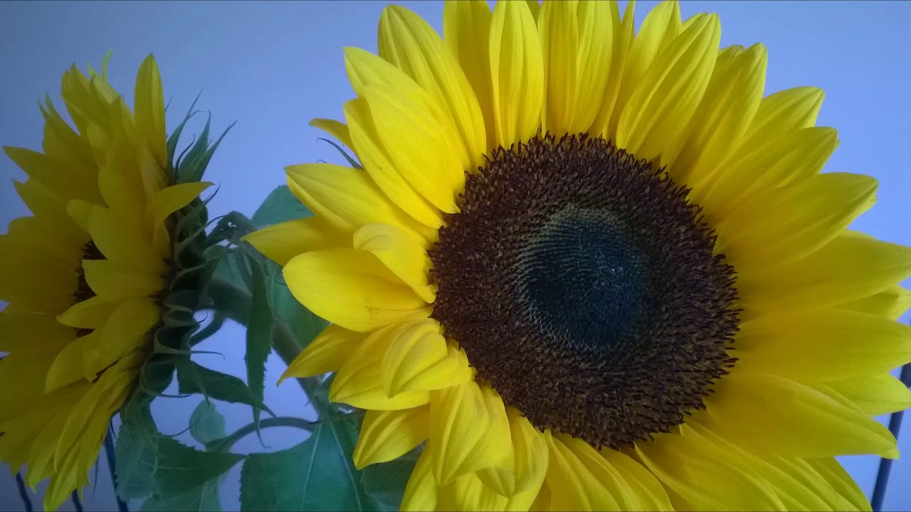 Metta meditaatio