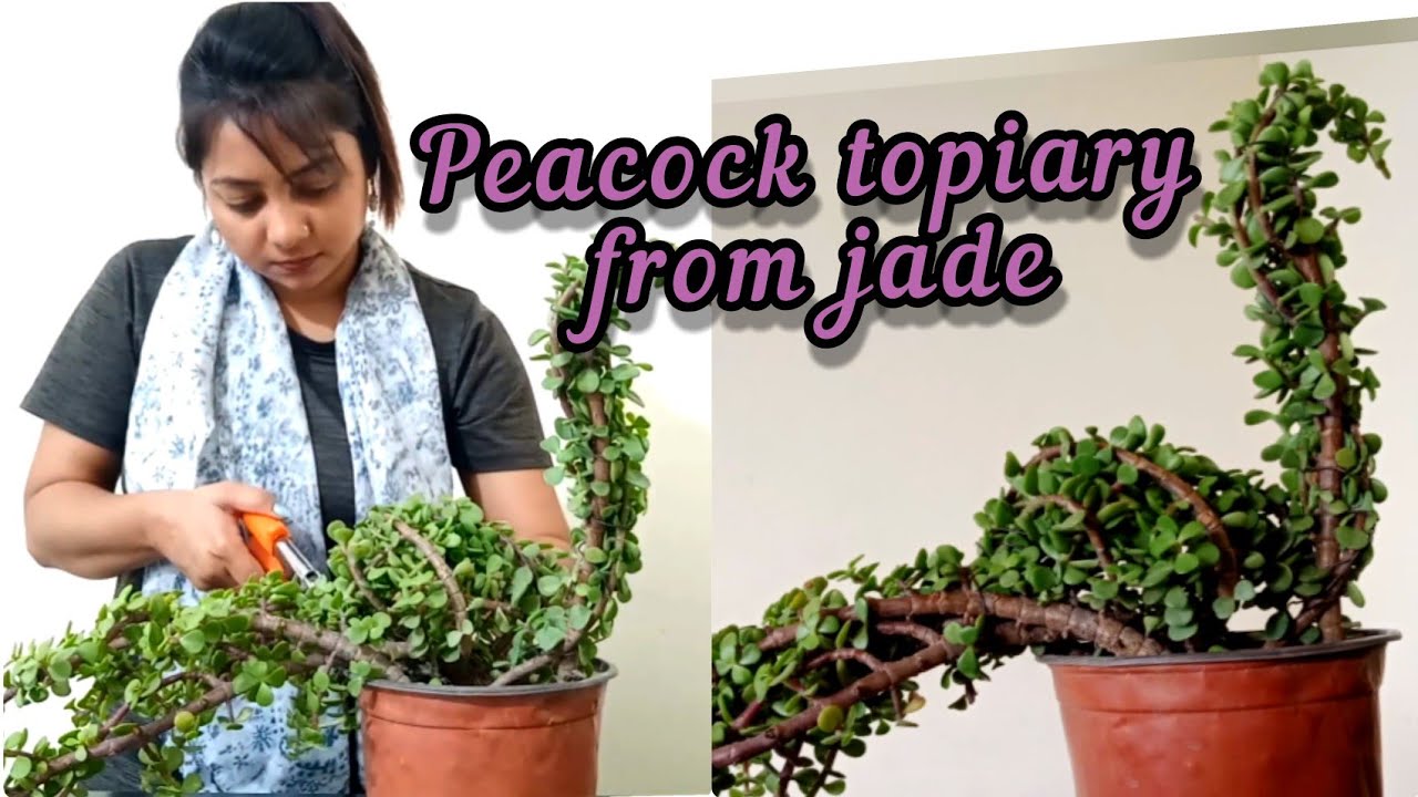 Peacock topiary made from 1.5 year old jade plant. PART-2
