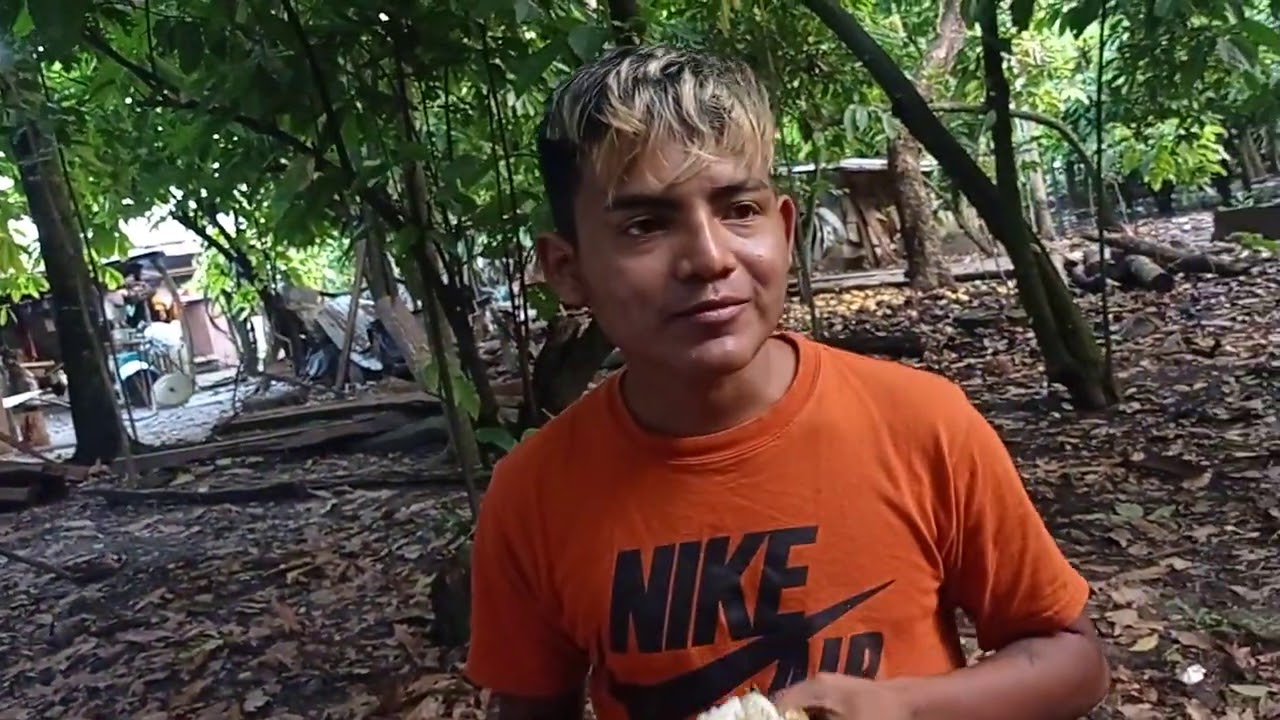 Árboles de castañas y cacao en Carlos Greene Tabasco, Cotidiano399