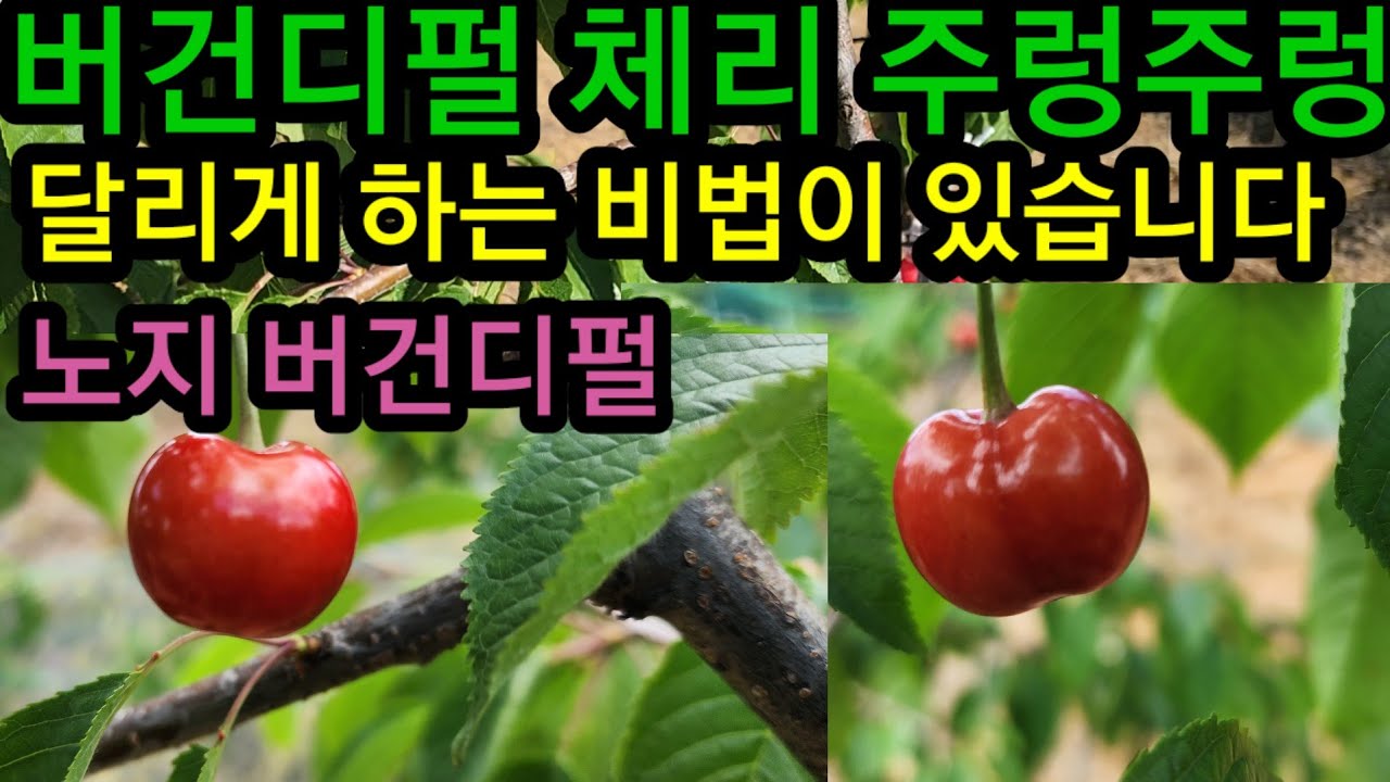 체리 버건디펄 열매가 안달리는 이유를 찾아습니다  애보니펄 러시아8호 개장성 체리 이렇게 해보세요