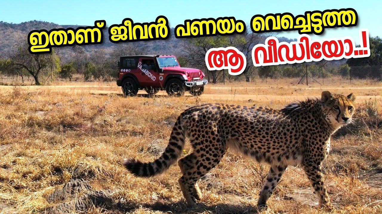 സിംഹങ്ങൾ തേരാപാര നടക്കുന്ന കാട് cross ചെയ്യേണ്ടി വന്നപ്പോൾ.. പൂതി തീർന്ന ദിവസം
