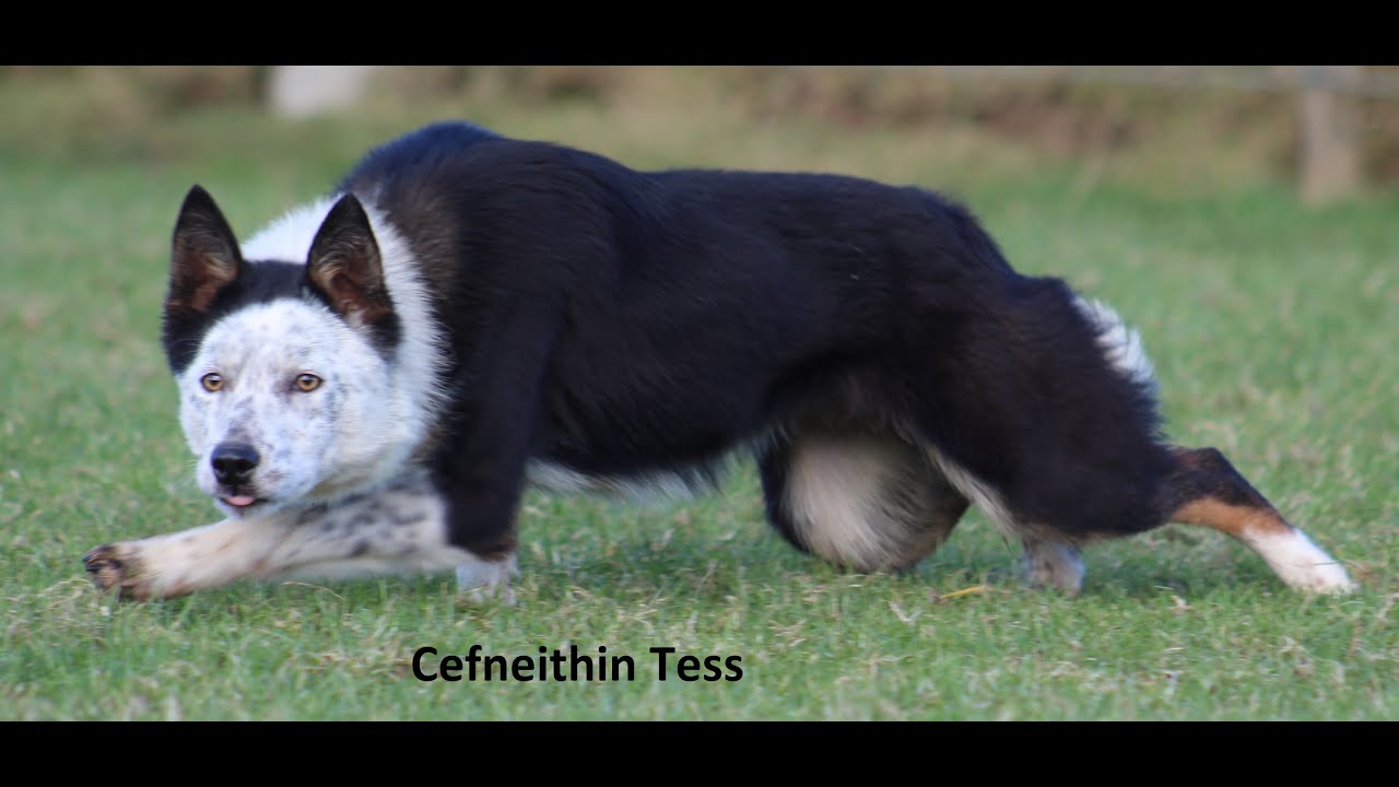 Lot 71 Cefneithin Tess - 5.2.25 - Farmers Marts Dolgellau Online Sheepdog Auctio