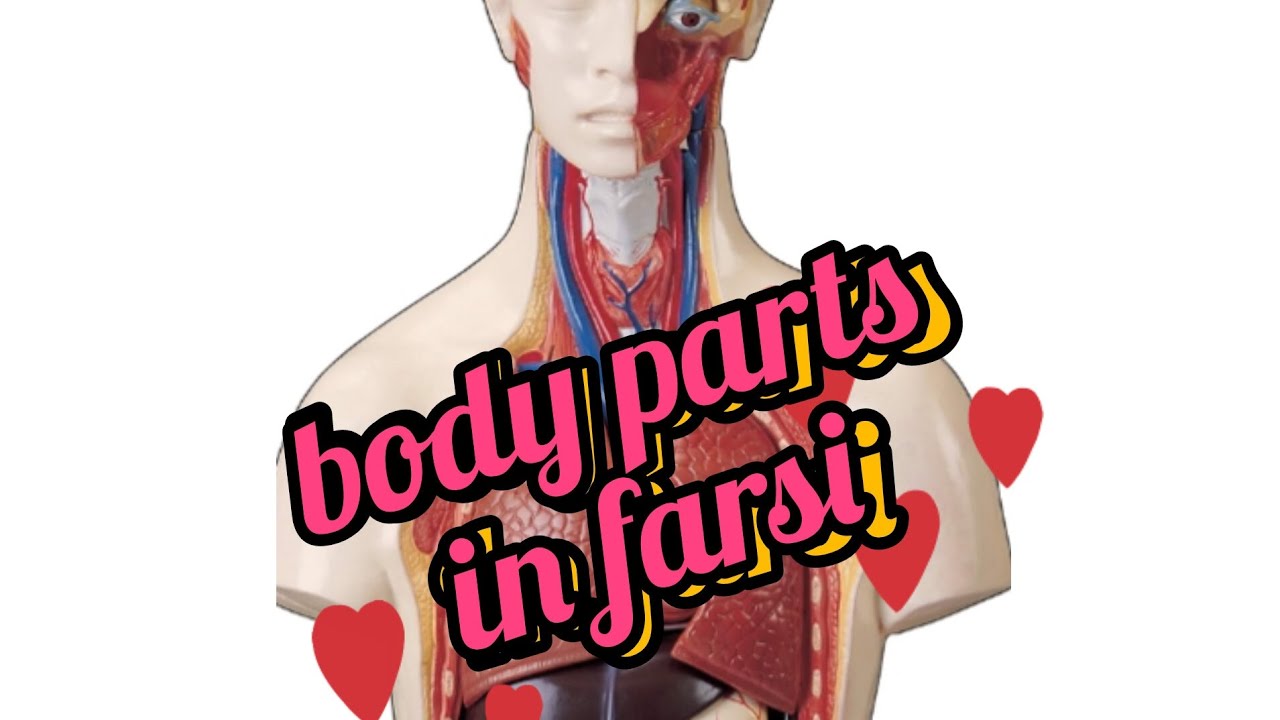 body parts/ Persian language, Farsi