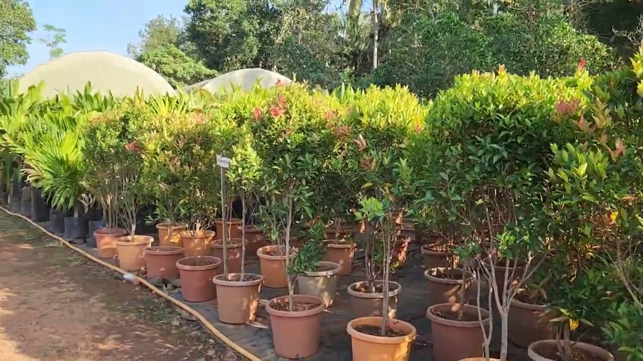 Ayur Jackfruit Farm | Thrissur Vlogs | Jackfruit Farm Velur | 5s creations