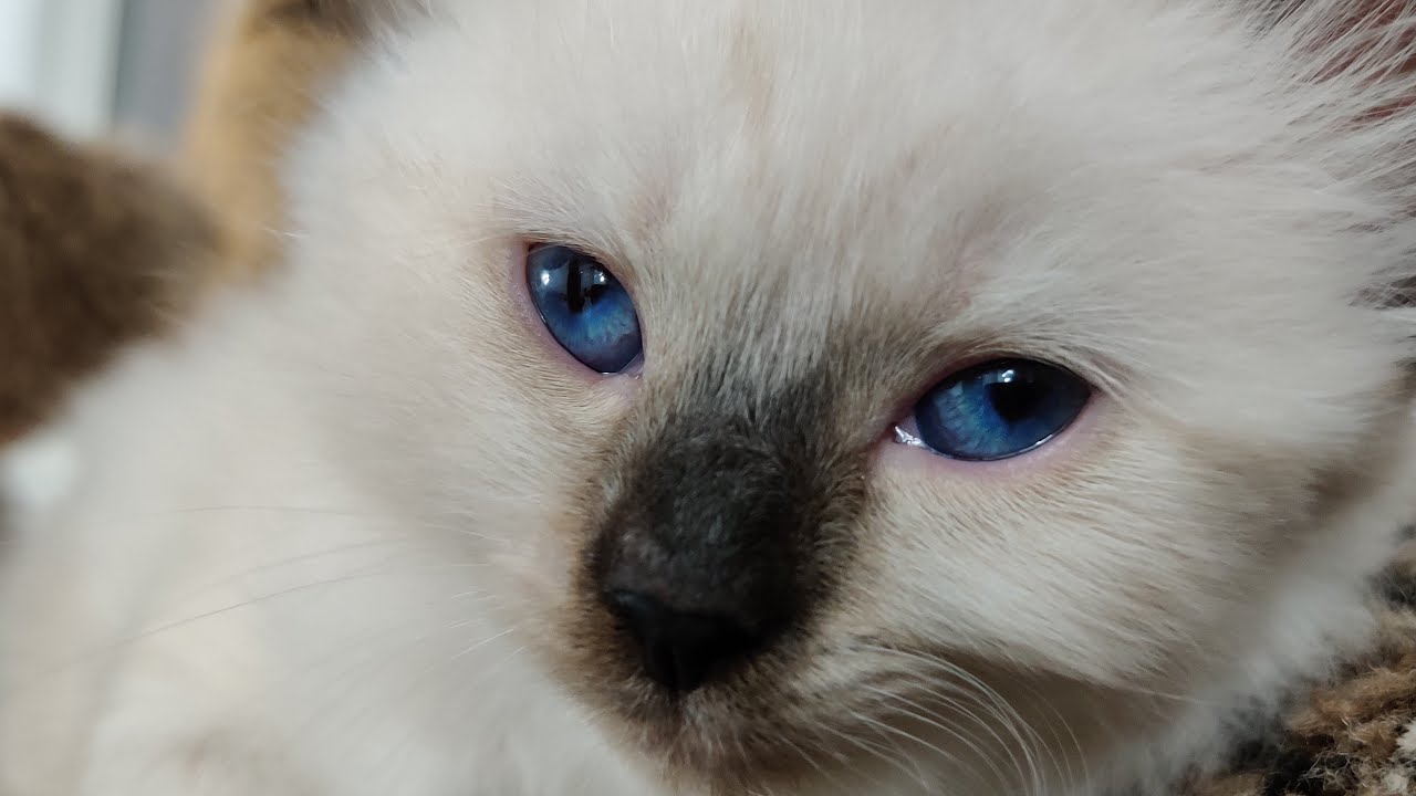 Kitten Kaboodle 2020-10-25
