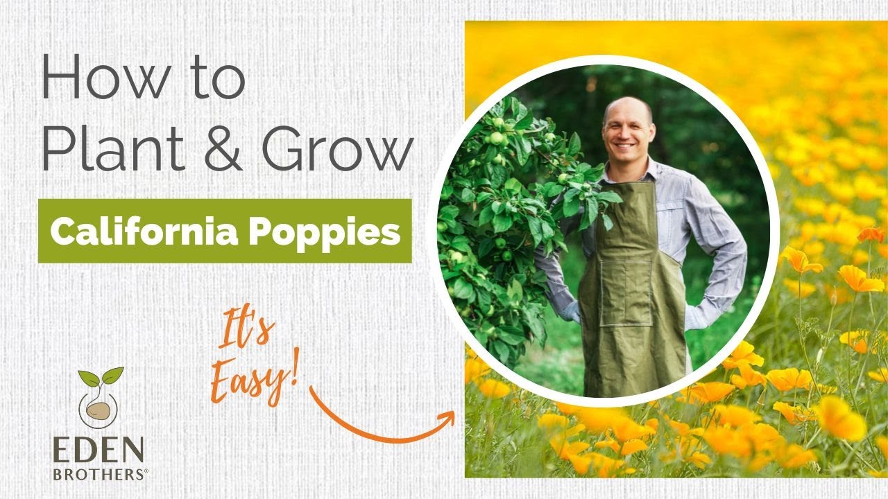 Tips for Growing California Poppy Seeds