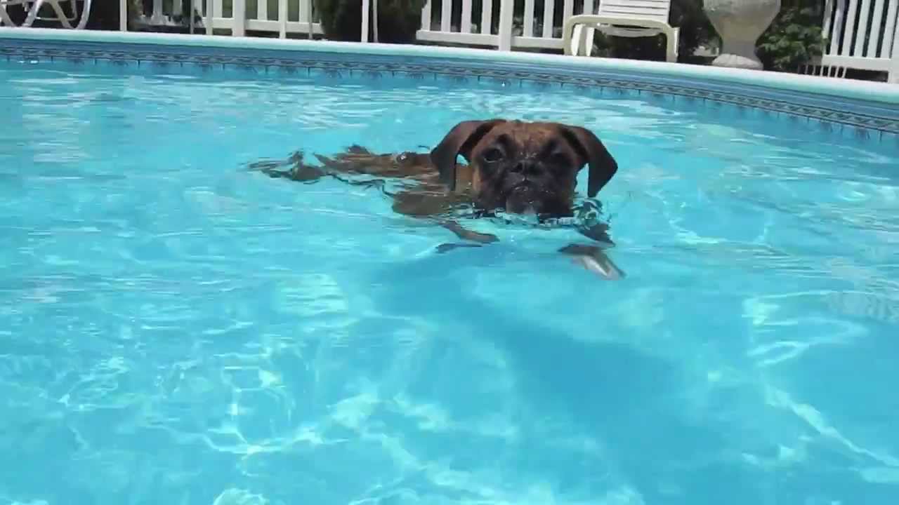 Crazy Swimming Boxer!!   