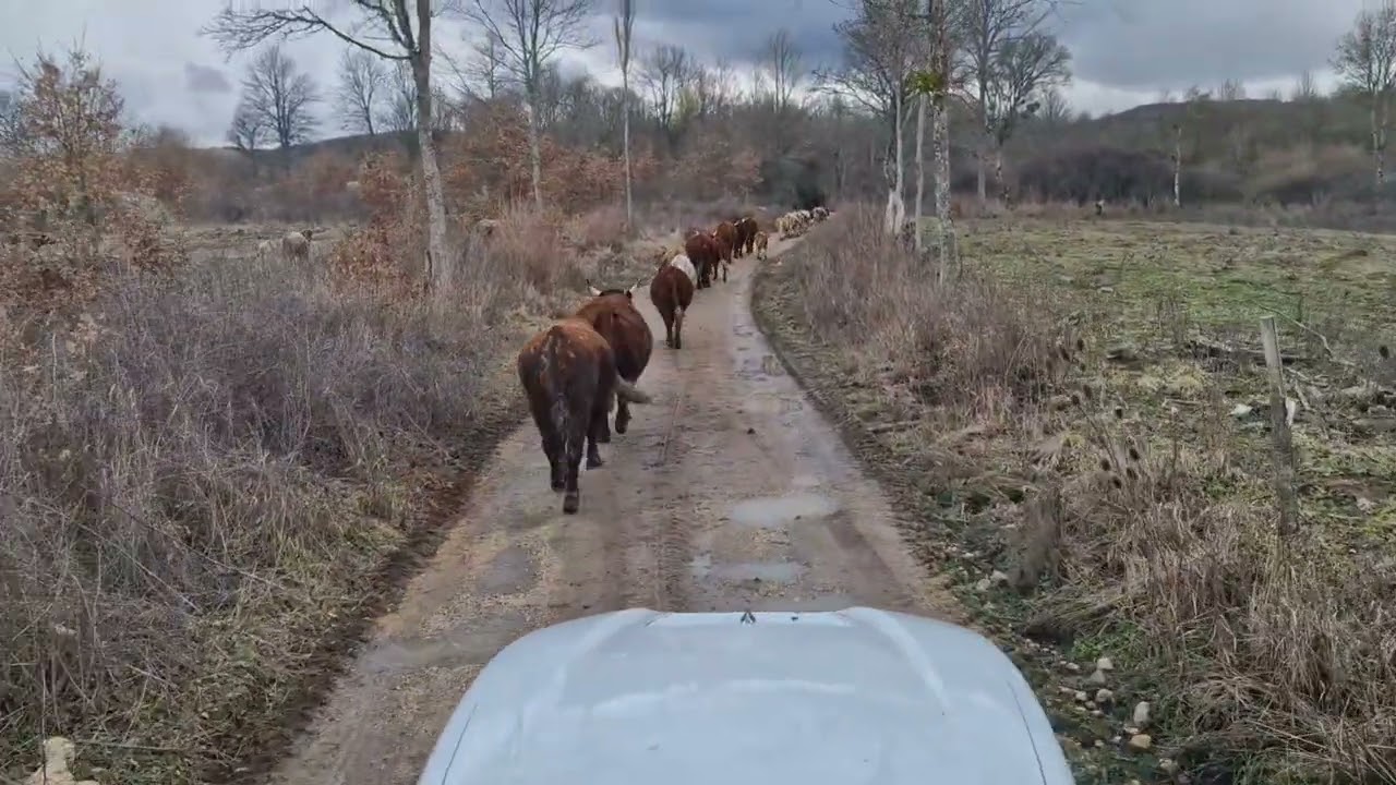STADO SE POVECAVA , TESKO TELJENJE JE TRAZILO MOJU POMOC .