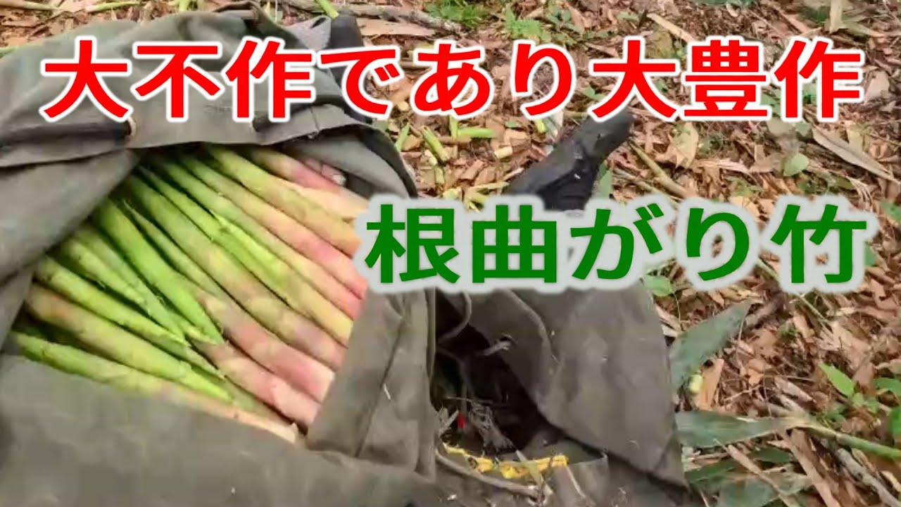 根曲がり竹採り　豊作と不作に　質の変化
