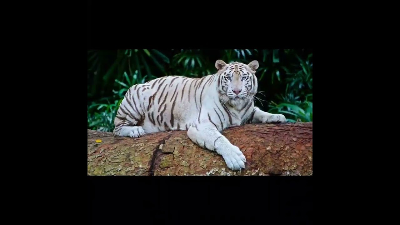 witte tijger edit