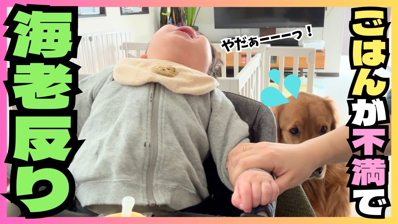 朝ごはんで不満爆発の1歳児とそれを見守るゴールデンレトリバー #1歳児 #離乳食 #ゴールデンレトリバー #チワワ #赤ちゃんと犬 #大型犬 #小型犬
