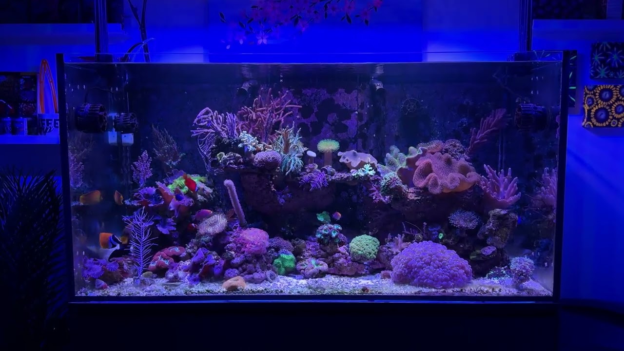 Ultum Nature Systems R120 - Mixed Reef Aquarium