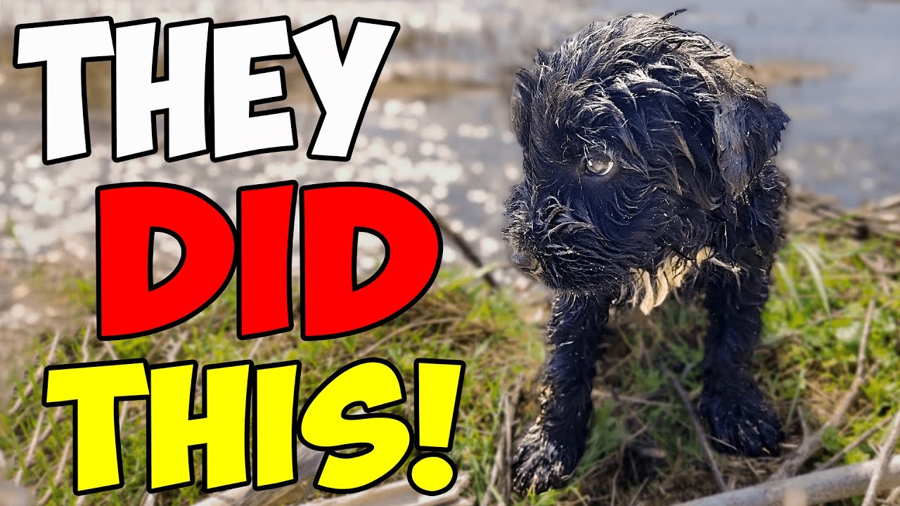 This Puppy was THROWN AWAY in the River: What Happens Next Will SHOCK YOU
