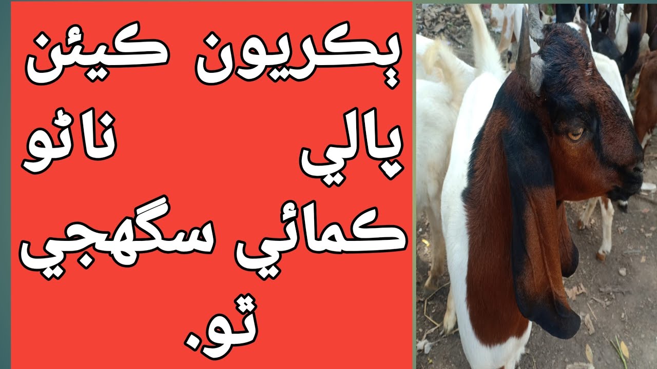 ٻڪرين جي ڪاروبار مان ڪيئن ترقي ڪري سگهجي ٿي. 