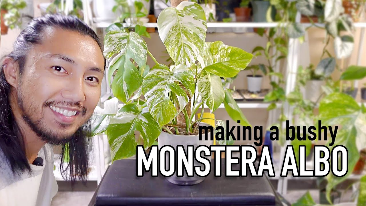 Bushy Monstera Albo | Combining 4 Cuttings to Make a Full Pot | Monstera Albo UPDATE