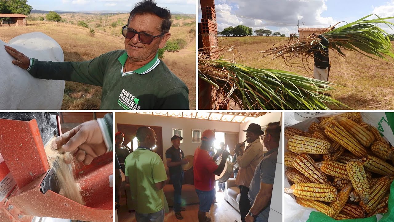 ZABUMBEIROS NA MINHA CASA + FAZENDO RAÇÃO DO GADO COM O CAPIM DE CORTE E O MILHO DA NOSSA ROÇA