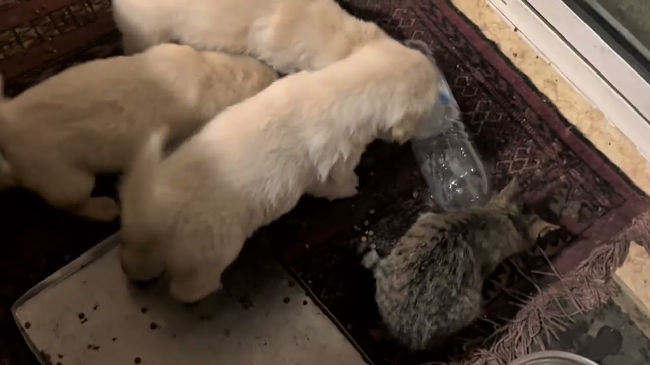 Life With a Litter of Golden Retriever Puppies