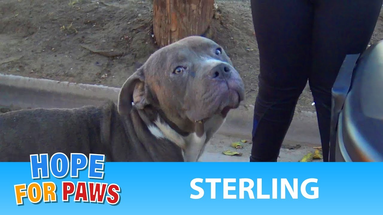 Abandoned Pit Bull doesn't lose hope that some people are awesome! #senior