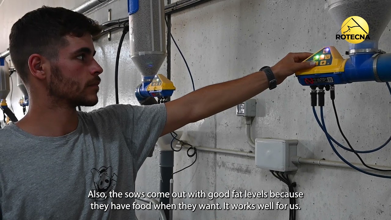 Operation of the electronic feeding system for sows in farrowing