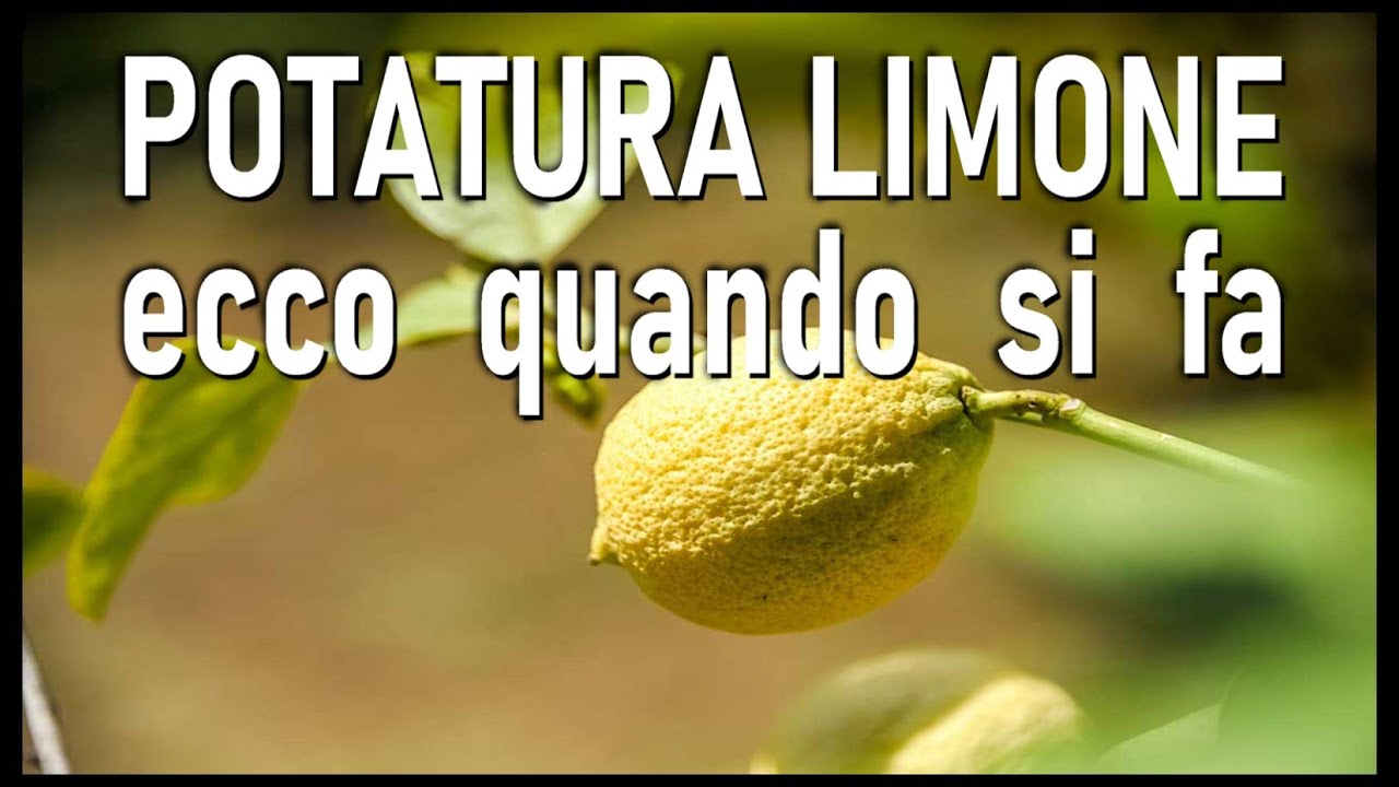 POTATURA DEL LIMONE, si fa in 3 periodi dell'anno (lemon pruning - poda de limon)