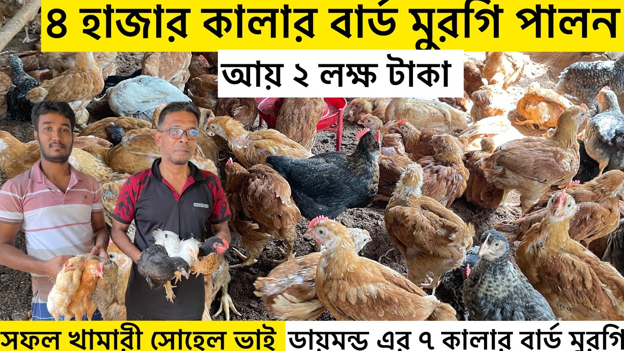 ৪ হাজার কালার বার্ড মুরগি পালন আয় ২ লক্ষ টাকা | color bird chicken farming in Bangladesh | Aminagro