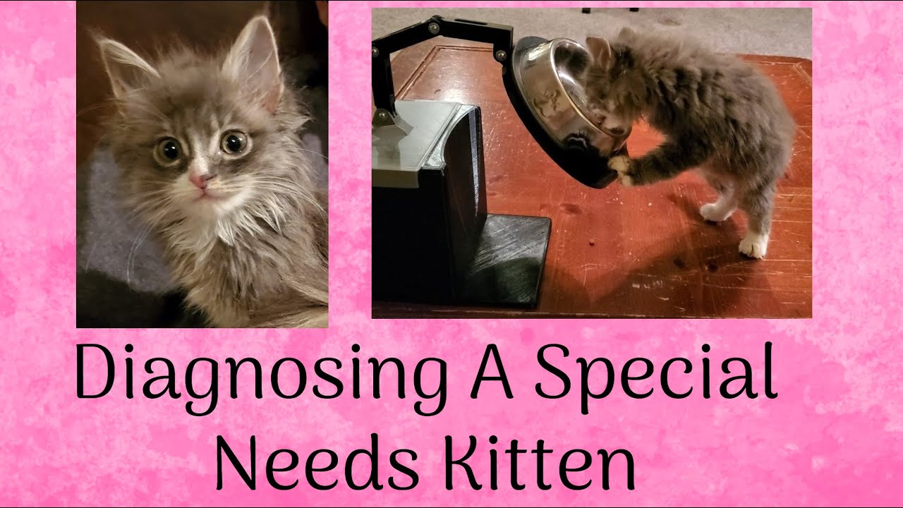 A Sick Kittens Journey To A Diagnosis ~ Megaesophagus ~ Foster Litter #38