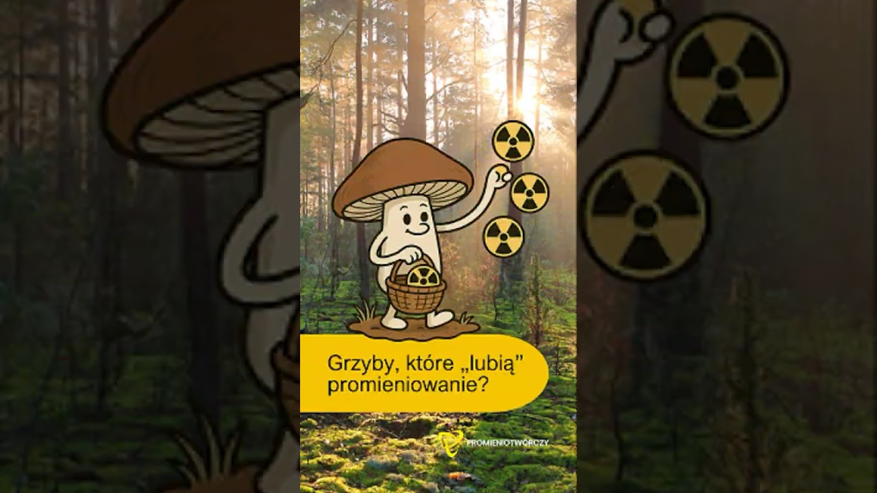 Grzyby, które „lubią” promieniowanie? ☢️#grzyby #promieniowanie #nauka #science #ciekawostki