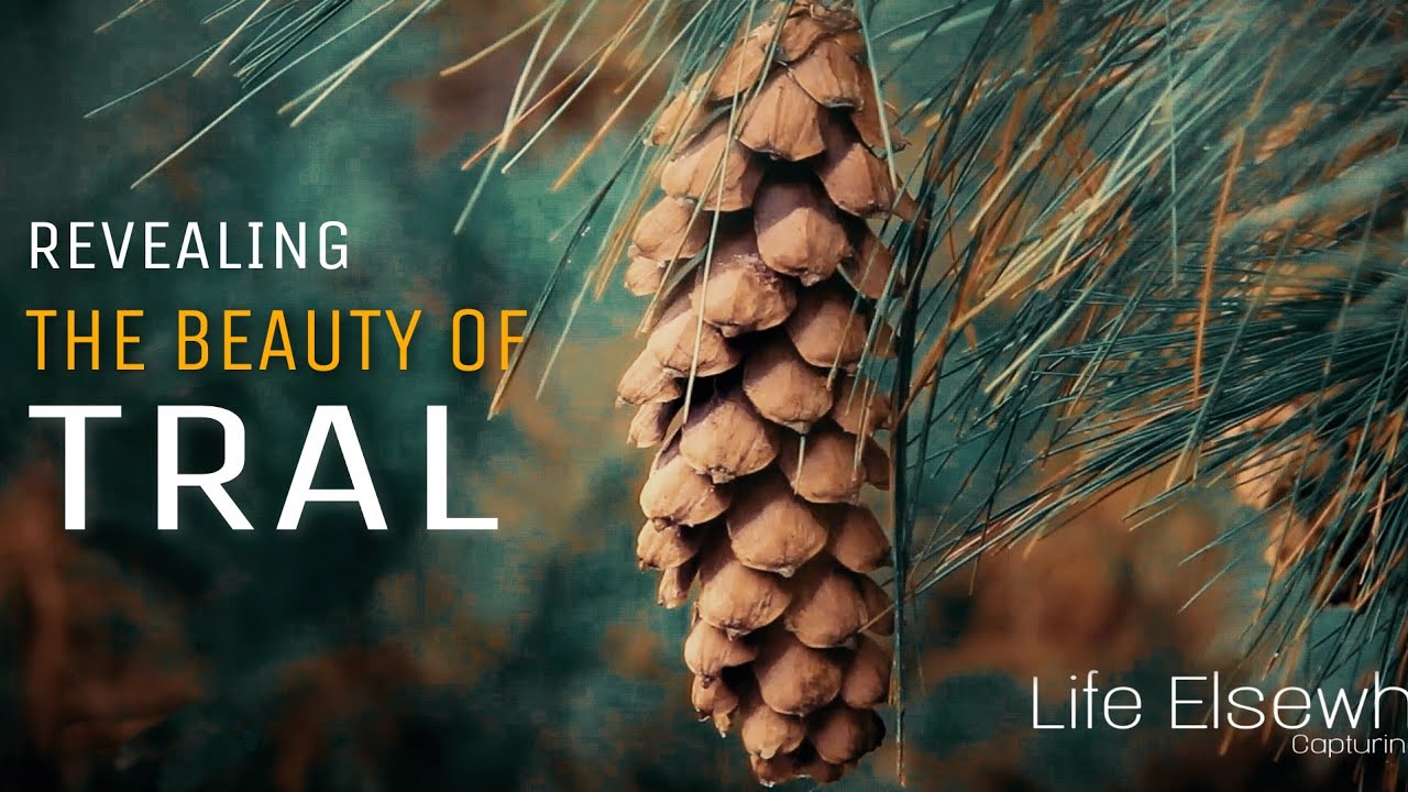 Revealing the Beauty of Tral || Cinematic Video || Shikargah  ||  Panner Dam || Kashmiri Comedy