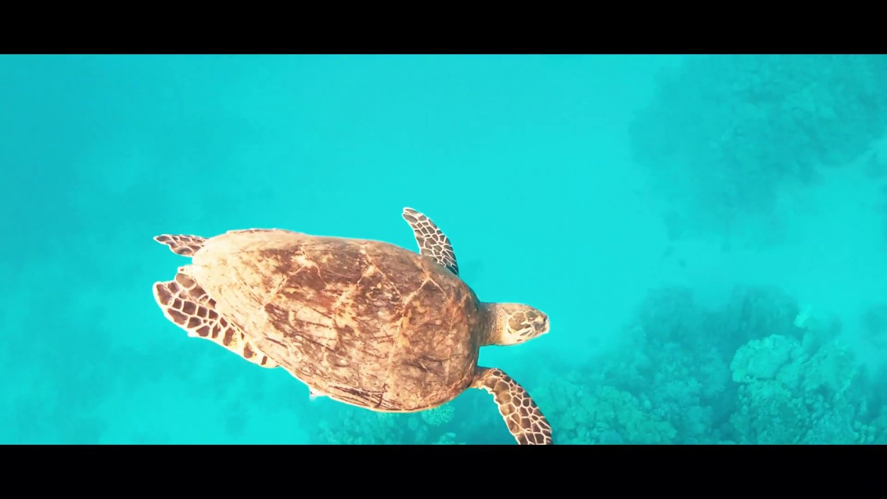 turtle