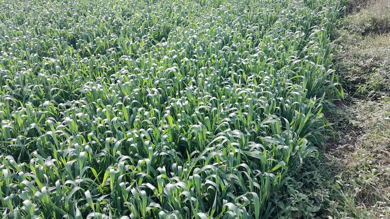 गेहूं का उत्पादन बढ़ाने के लिए करें यह शानदार स्प्रे श्रीराम 303 गेहूं  #viralvideo #farming #kheti