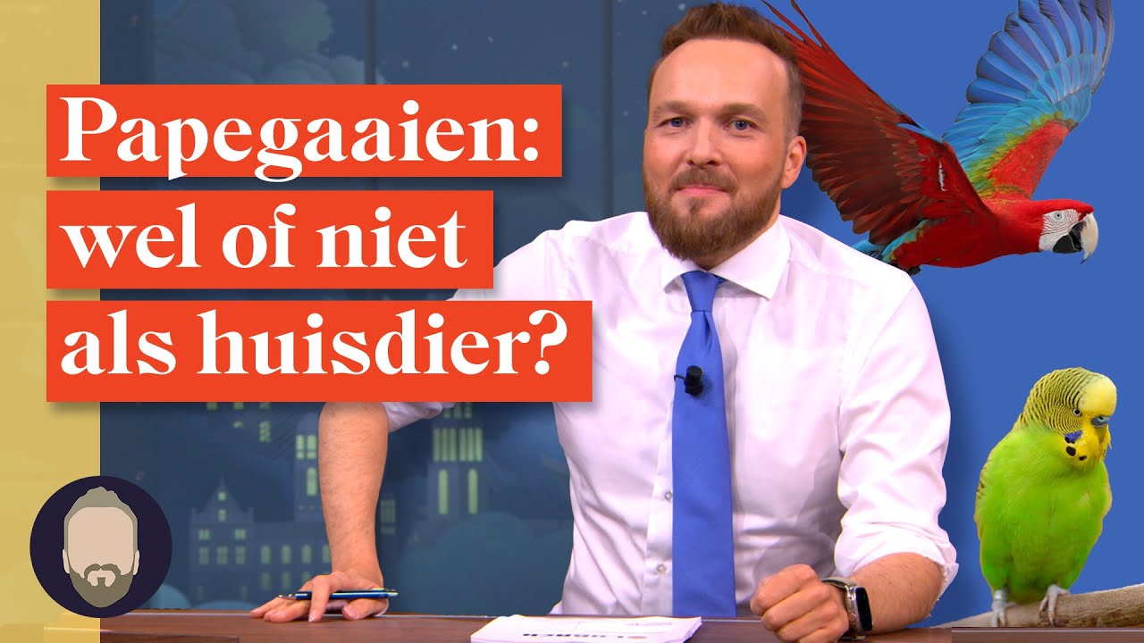 Wat is er mis met papegaaien als huisdier? | LUBACH