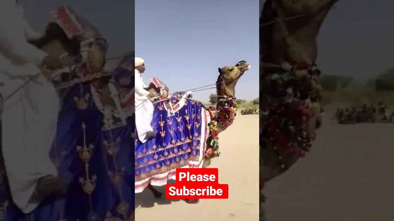 thar festival #viral #thar #camels #mela #animals #tharparkar