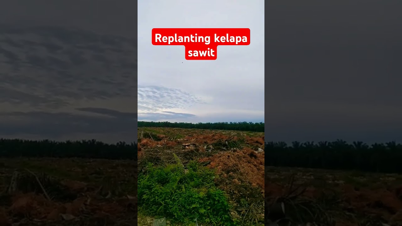 Replanting kelapa sawit #replanting #sawit #shortvideo #video