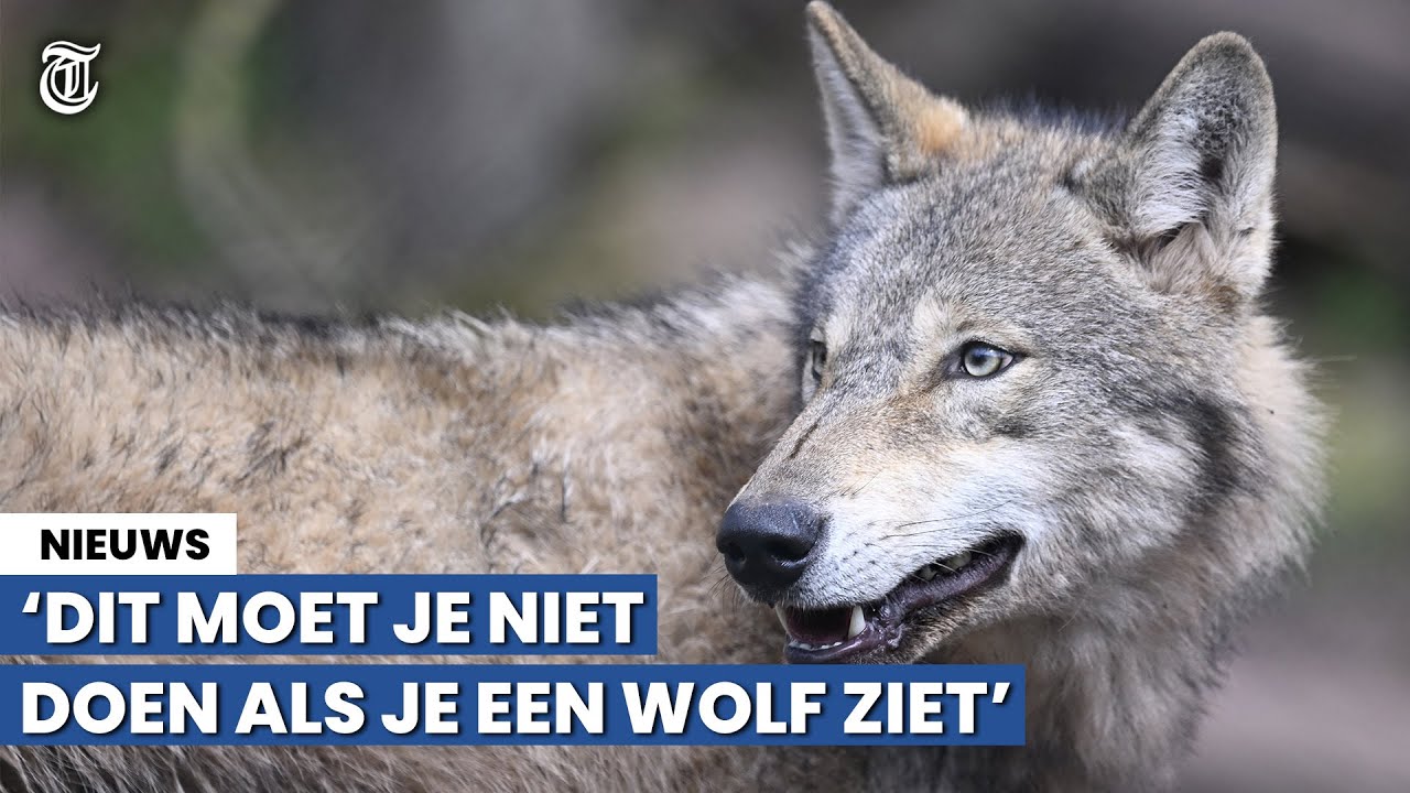 Kom je een wolf tegen? Doe dit niet!