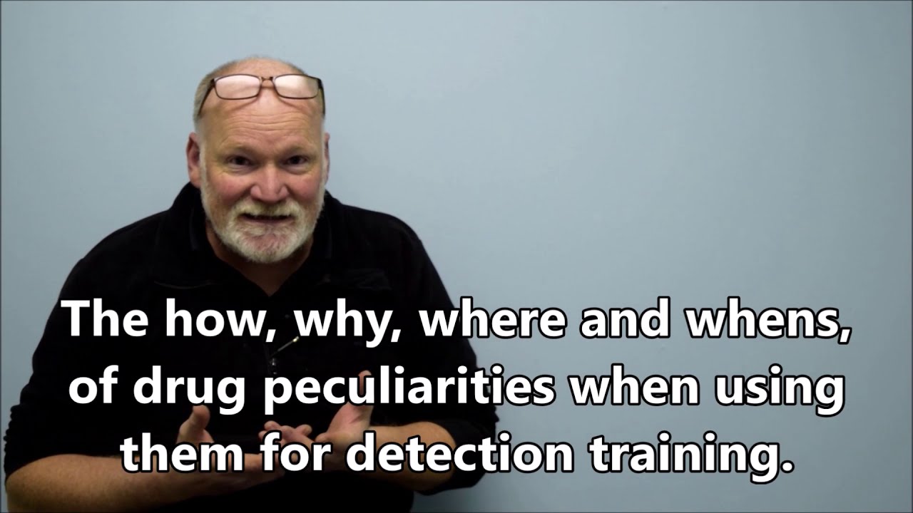 Detection Dog Training - English Springer Spaniel Detection Dog Training