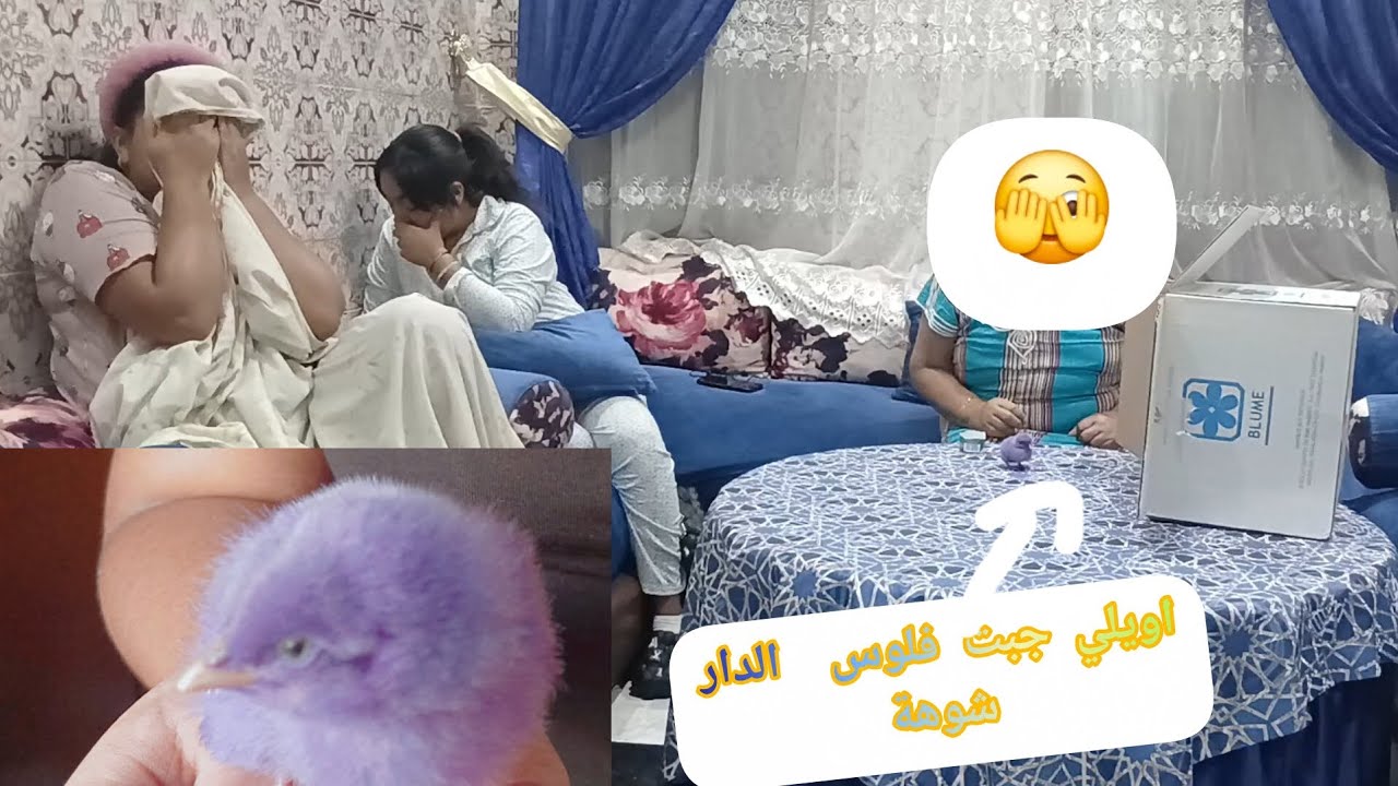 اويلي شعيبية جبت لينا فلوس الدار شوهة كتليك تربيه شوهة