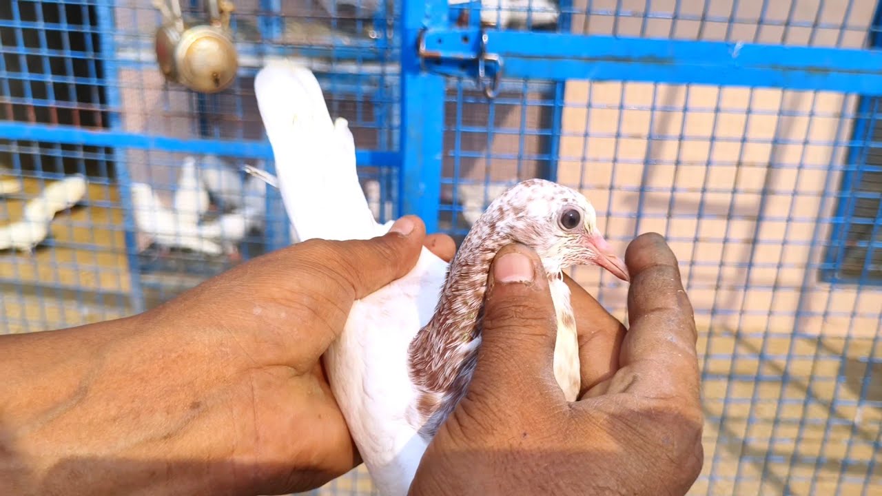 Champion Bloodline 4 Baby Pigeon Aalam Aarfi Muzaffarnagar || 9690790152 ||
