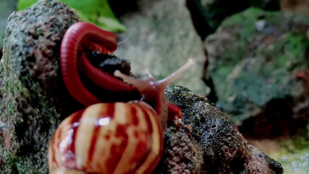What Happens When a Millipede Meets a Snail?